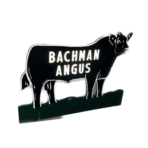 Bachman Angus